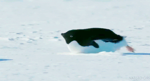 GIF of cute penguin gliding across the ice
